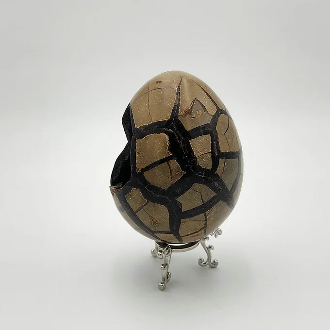 Septarian Egg with Rare Black Druzy